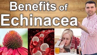 9 Benefits of Echinacea  From the Cold to Cancer [upl. by Regina952]