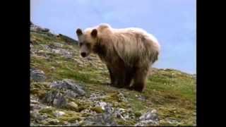 Wild Alaska  Wildlife Refuge  Alaskan Nature Video  Becharof NWR [upl. by Kean]