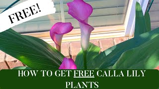 How To Get FREE Calla Lily Plants [upl. by Gilead]