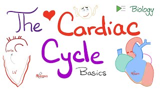 The Cardiac Cycle  Systole and Diastole  Atria and Ventricles  Physiology and Biology [upl. by Best]