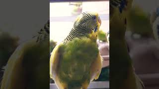 My love bird is full of energy lovebird parrot Indian parrot Americaبهشتlove [upl. by Aneehsar]