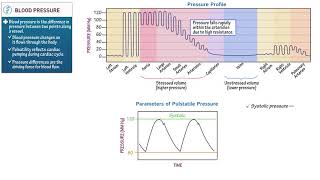 Blood Pressure  Physiology [upl. by Dnomaid]