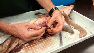 Shark Dissection and Anatomy Biology121 VIU [upl. by Anneh241]