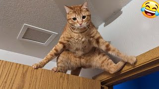 😻 New Funny Cats And Dogs Videos 2024 😆 Best Funniest Animal Videos 🤣 PART 28 [upl. by Klingel]