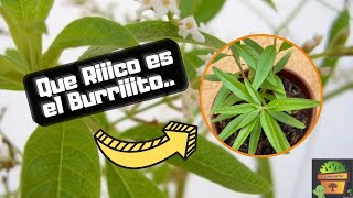 Aloysia polystachya  La Planta de BURRITO ⋆ ️EXCELENTE Para el Mate y el Té [upl. by Crowell]