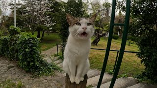 Talkative cat always greets me with lots of meows and kisses [upl. by Enomsed]