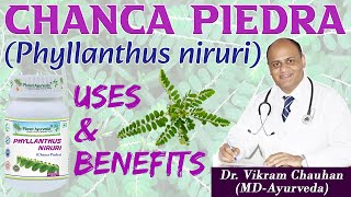 CHANCA PIEDRA PHYLLANTHUS NIRURI  USES AND BENEFITS DR VIKRAM CHAUHANMD  Planet Ayurveda [upl. by Nahtanaj]