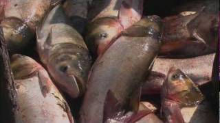 Asian Carp Threat to Great Lakes  QUEST Wisconsin [upl. by Ahsiekrats]