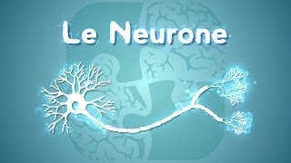 Neurolexique 1  Le Neurone [upl. by Navar]