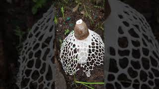 Bridal veil Stinkhorn Veiled lady mushroom Phallus indusiatus [upl. by Hsevahb]