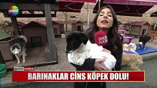 Barınaklar cins köpek dolu [upl. by Zulaledairam]