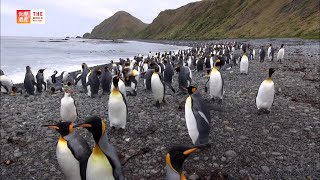 Macquarie Island Australia  TBS [upl. by Anitsihc]