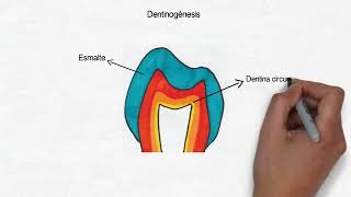 Amelogenesis y Dentinogenesis [upl. by Rayburn]