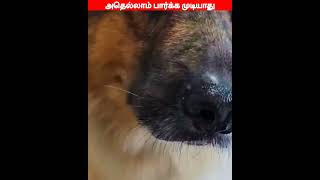 😂🐕🐈 ஹே சாயாத சாயாத எம்மாடி 😂🐕🐈comedyvideosviral trending funnyanimal videos [upl. by Arualana604]