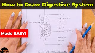 How to Draw Human Digestive System Easily [upl. by Yvon]