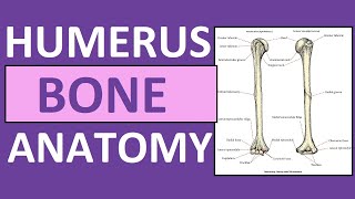 Humerus Bone Anatomy and Physiology Lecture [upl. by Tessi]