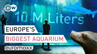 Europes Biggest Aquarium  Nausicaá France  Europe To The Maxx [upl. by Mahoney]