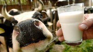 Der Irrsinn mit der Milch ZDF ZDFzoom [upl. by Ramal]