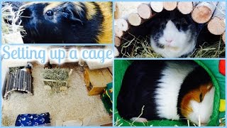 How To Set Up A Guinea Pig Cage [upl. by Cooley979]