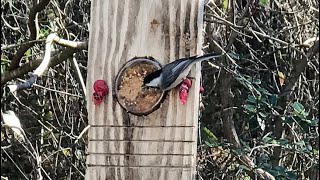 Dollar store peanut butter bird feeder [upl. by Yelnoc]