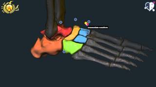 Apparato locomotore 39 Ossa del Piede [upl. by Ilan]