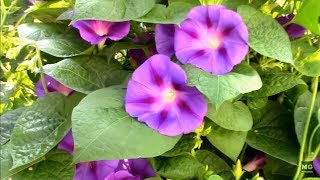 Morning Glory Vines Variegated Ground Cover and Climbing Type [upl. by Osicnarf]