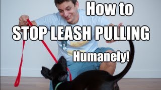 How to Train Your Dog to NOT PULL on the Leash [upl. by Aiseneg]