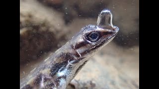 Anolis Lizards Rebreathing Underwater [upl. by Nicholl]