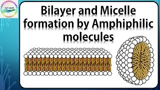 Bilayer and Micelle formation by Amphiphilic molecules [upl. by Uke]