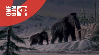 Canada Vignettes Woolly Mammoth [upl. by Whitten]