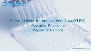 Enzyme Linked Immunosorbent Assay ELISA Operation Procedure Sandwich Method  Elabscience [upl. by Ahsimot160]