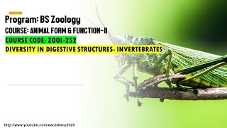 Diversity in Digestive Structures Invertebrates [upl. by Ankney]