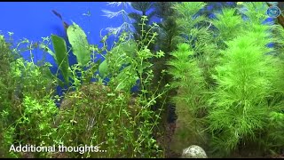 Fincasters Episode 30 How to Convert from Plastic Plants to A Real Planted Aquarium [upl. by Karlise579]