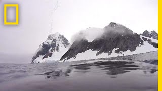 Explore the Antarctic From the Back of a Minke Whale  National Geographic [upl. by Parks]