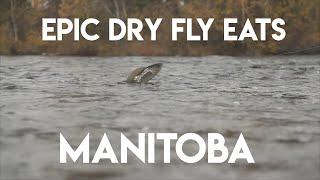 Epic SloMo Eats  Dry Fly Arctic Grayling [upl. by Wilhelm]