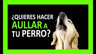 SONIDOS PARA PERROS PARA QUE AULLEN [upl. by Arutak]