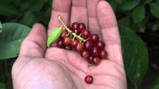 Harvesting Chokecherries [upl. by Trahurn]