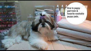 How to potty train your puppy to use puppy pads [upl. by Eenor]