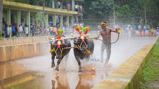 kudi kambala miyar [upl. by Radu]