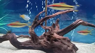 How to prepare driftwood for aquarium making driftwood safe for fish tank use [upl. by Aicrag434]