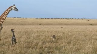 Lions ambush a giraffe mother and her calf who fell in the trap [upl. by Inhoj]