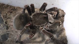 Tarantula feeding video 4 [upl. by Ellered]