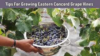 Tips For Growing Eastern Concord Grape Vines [upl. by Htnnek]