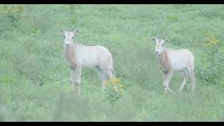 Meet Our ScimitarHorned Oryx Calves at the Smithsonian Conservation Biology Institute [upl. by Gamin]