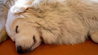 A History of the Great Pyrenees A Majestic Breed [upl. by Alyakem]