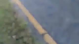 Florida man yeets alligator back into swamp [upl. by Kenta]