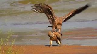 African WhiteBacked Vultures Mating [upl. by Esinel504]