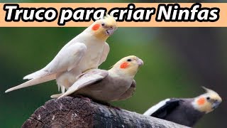 Truco Para Criar Ninfas con Exito y Muy Fácil [upl. by Brittni]