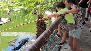 Exploring Tybee Island  Dolphin Tour Feeding Gators and Eating Crab [upl. by Odnumyar854]