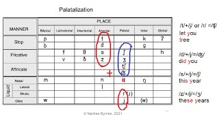 Palatalization in English [upl. by Anail404]